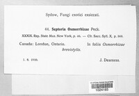 Septoria osmorrhizae image